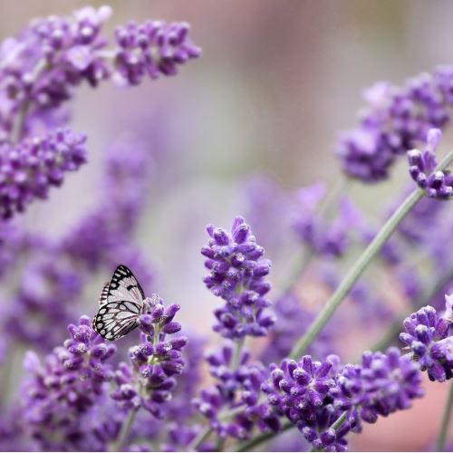 Fiore di lavanda