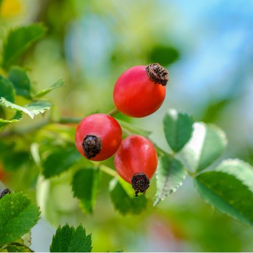 Olio di rosa mosqueta, spremuto a freddo BIO