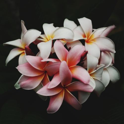 Frangipani Pompelmo