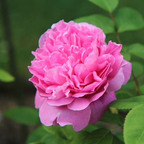 Rosa inglese