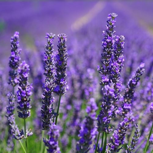 Ambra grigia e lavanda