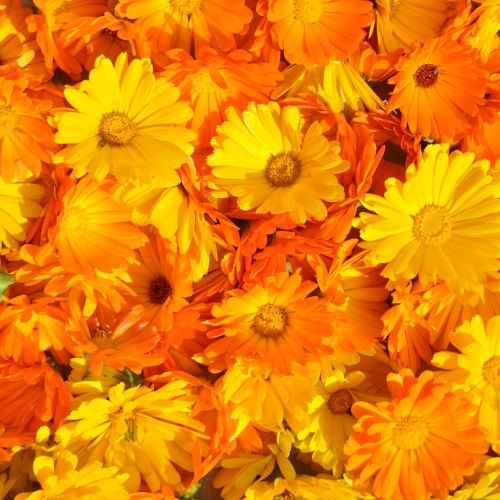 Cera di fiori di calendula