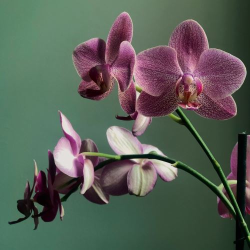 Orchidea e vaniglia