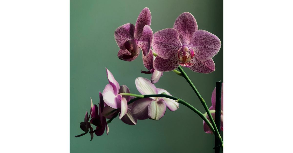 Diffusore di essenze naturali – Cioccolato e Orchidea