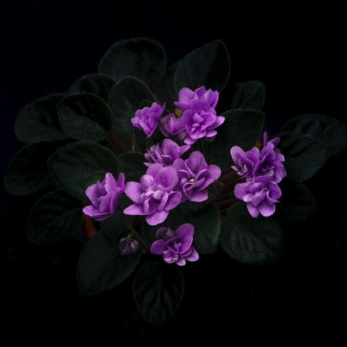 Cera di fiori viola
