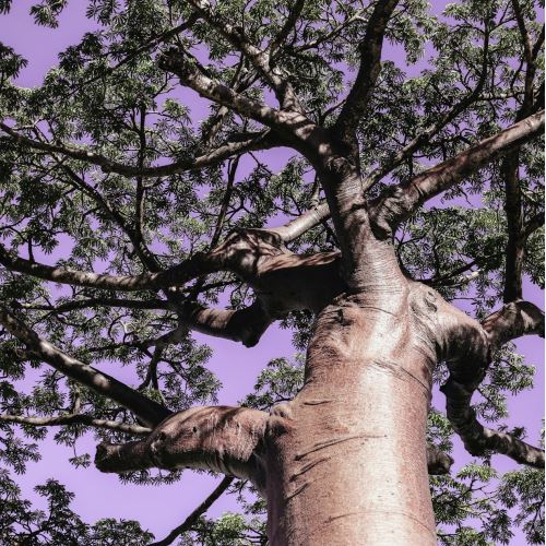 L'eccezionale baobab - l'elisir di salute e bellezza