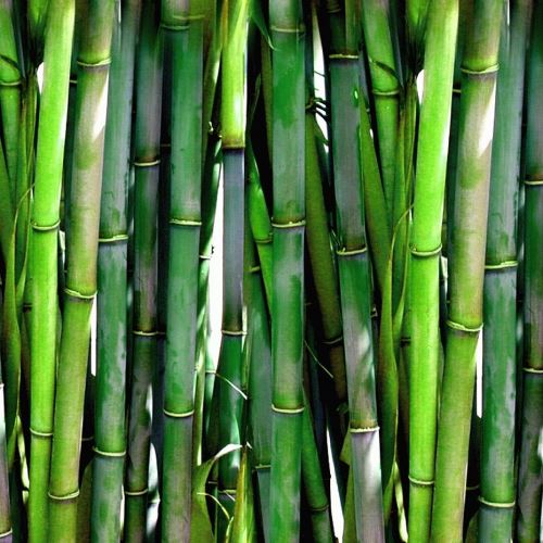 Polvere fine per il viso di bambù
