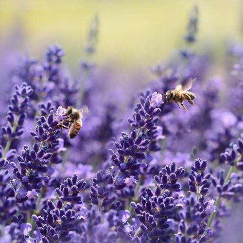 Olio essenziale di lavanda